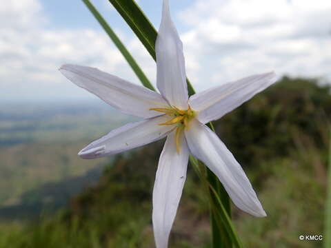 Image of Xerophyta dasylirioides Baker