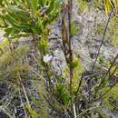 Image de Heliophila scoparia Burch. ex DC.