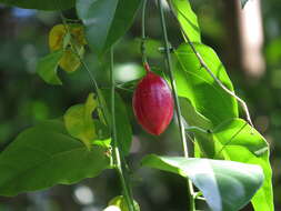 Image of Adenia heterophylla subsp. heterophylla