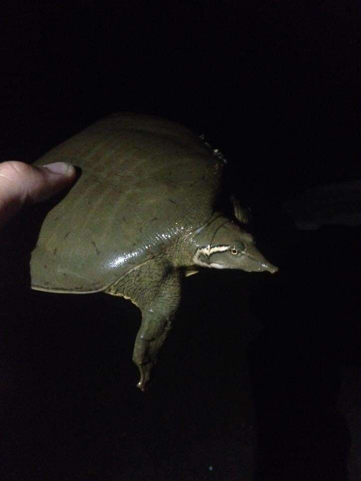 Image of Midland Smooth Softshell Turtle