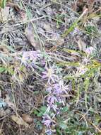 Plancia ëd Symphyotrichum concolor (L.) G. L. Nesom