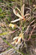 Image of Geissorhiza confusa Goldblatt