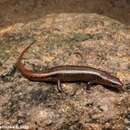 Image of Catenated Lanka Skink