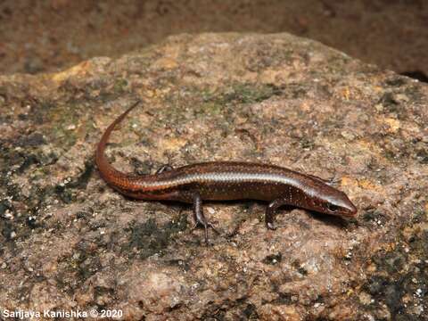 Lankascincus dorsicatenatus (Deraniyagala 1953) resmi