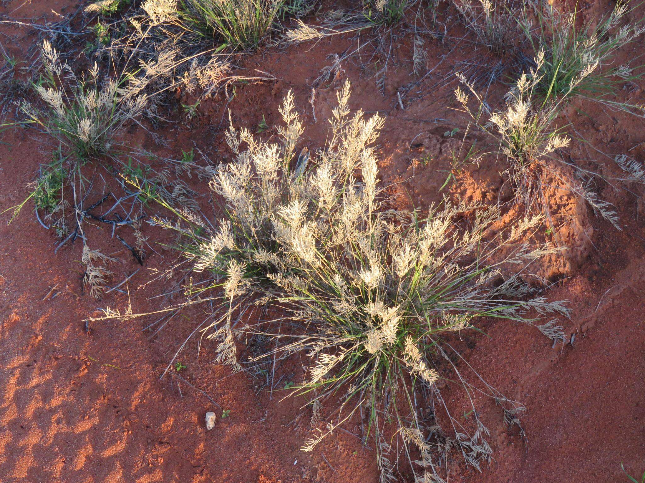 Image of bristleleaf lovegrass