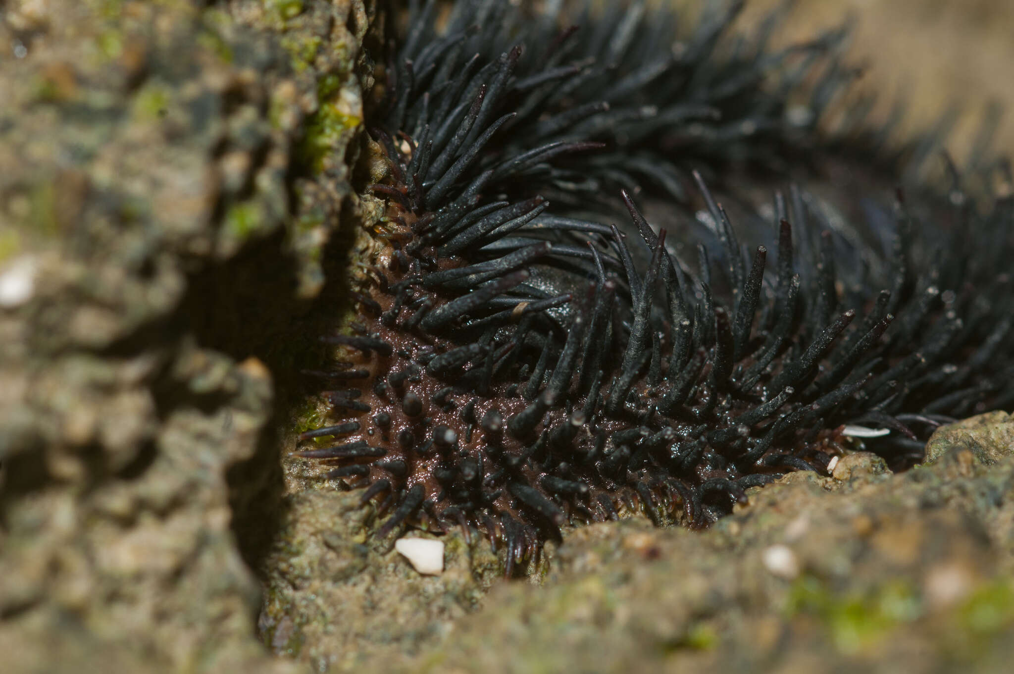 Image of Acanthopleura spinosa (Bruguière 1792)