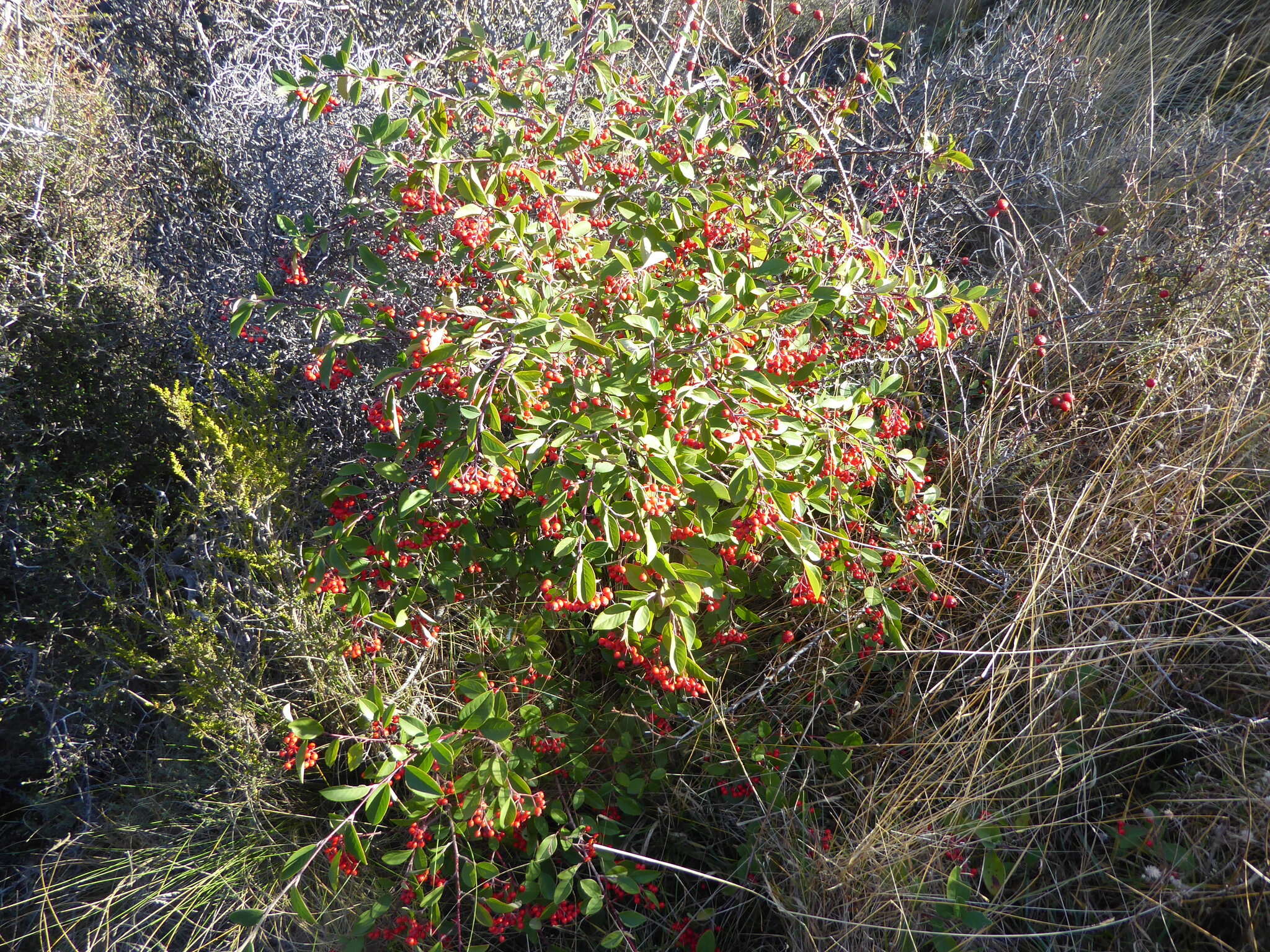 Plancia ëd Cotoneaster glaucophyllus Franch.