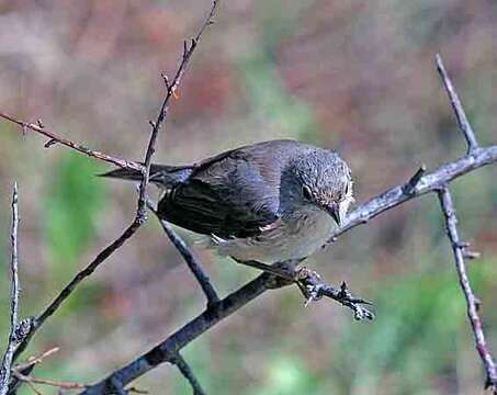 Image of Moltoni's Warbler