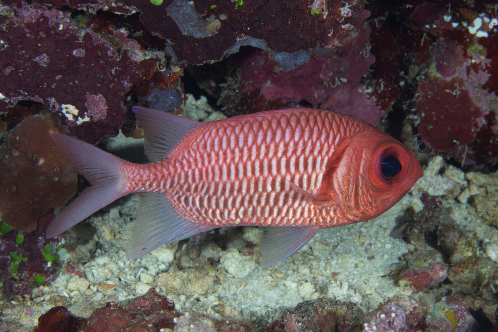 Image of Blacktip Soldierfish