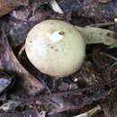 Plancia ëd Amanita egregia D. A. Reid 1978