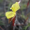 Philydrella pygmaea (R. Br.) Caruel resmi