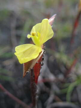 Image of Philydrella pygmaea (R. Br.) Caruel