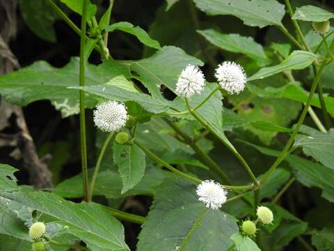 Image of snow squarestem