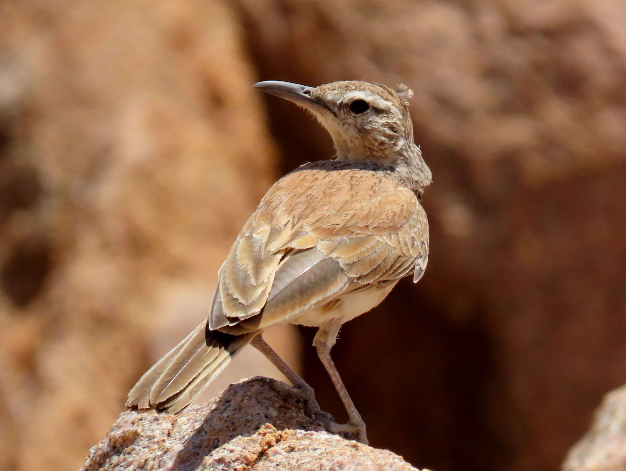 Image of Karoo Long-billed Lark