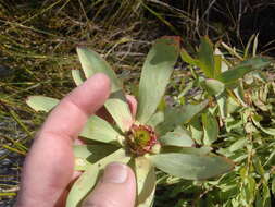 Image of Spicy conebush