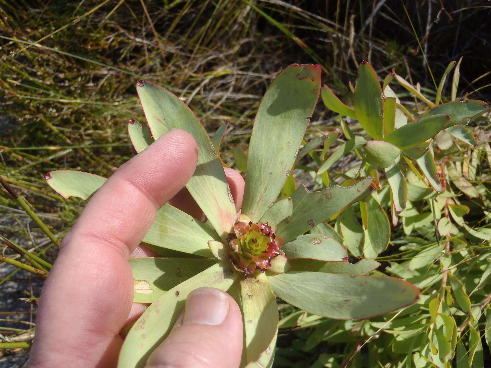 Image of Spicy conebush