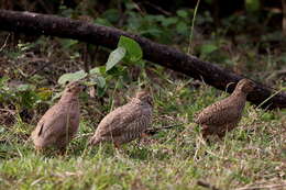 Image of Rock Bush Quail