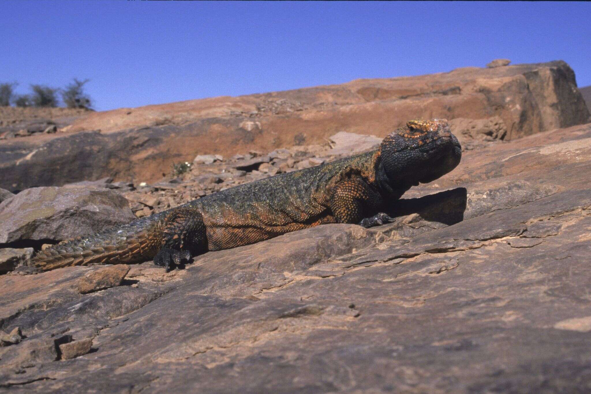 Image of Moroccan Spiny-tailed Lizard