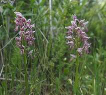 Orchis galilaea (Bornm. & M. Schulze) Schltr. resmi