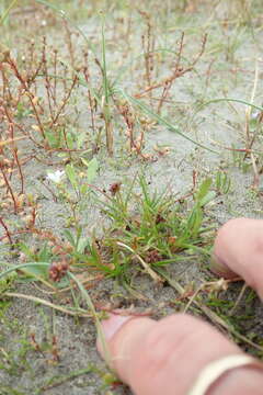 Image of Juncus caespiticius E. Mey.