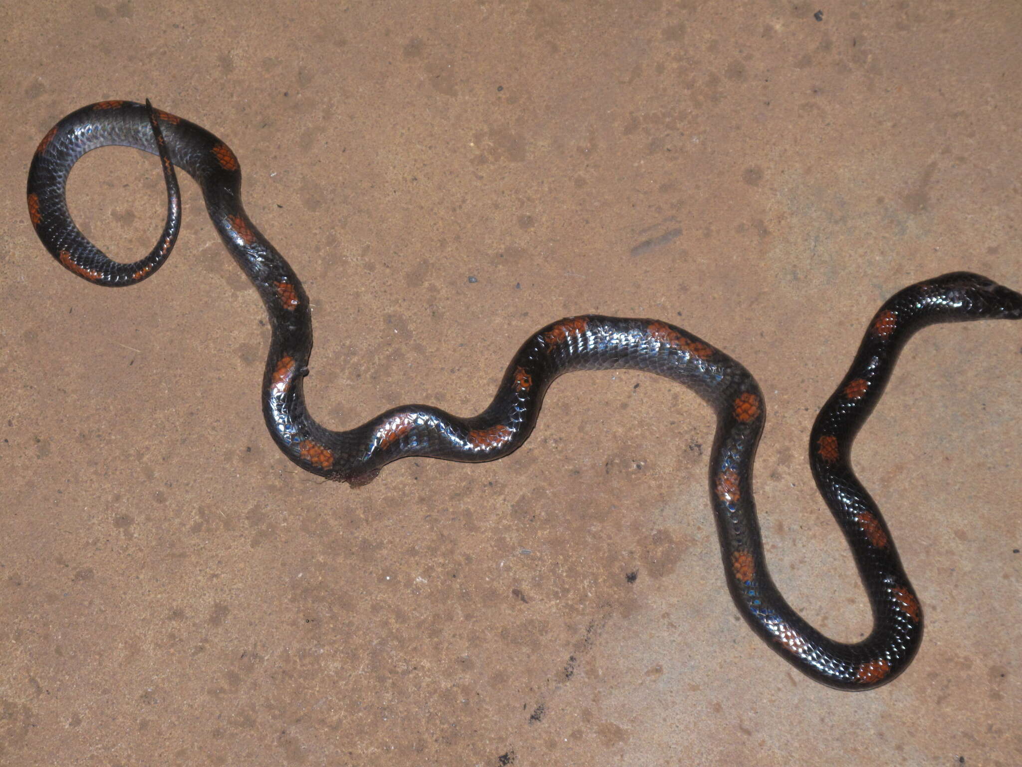 Image of Lycophidion albomaculatum Steindachner 1870