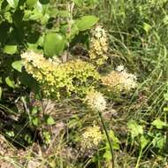 Image of <i>Stenanthium tennesseense</i>