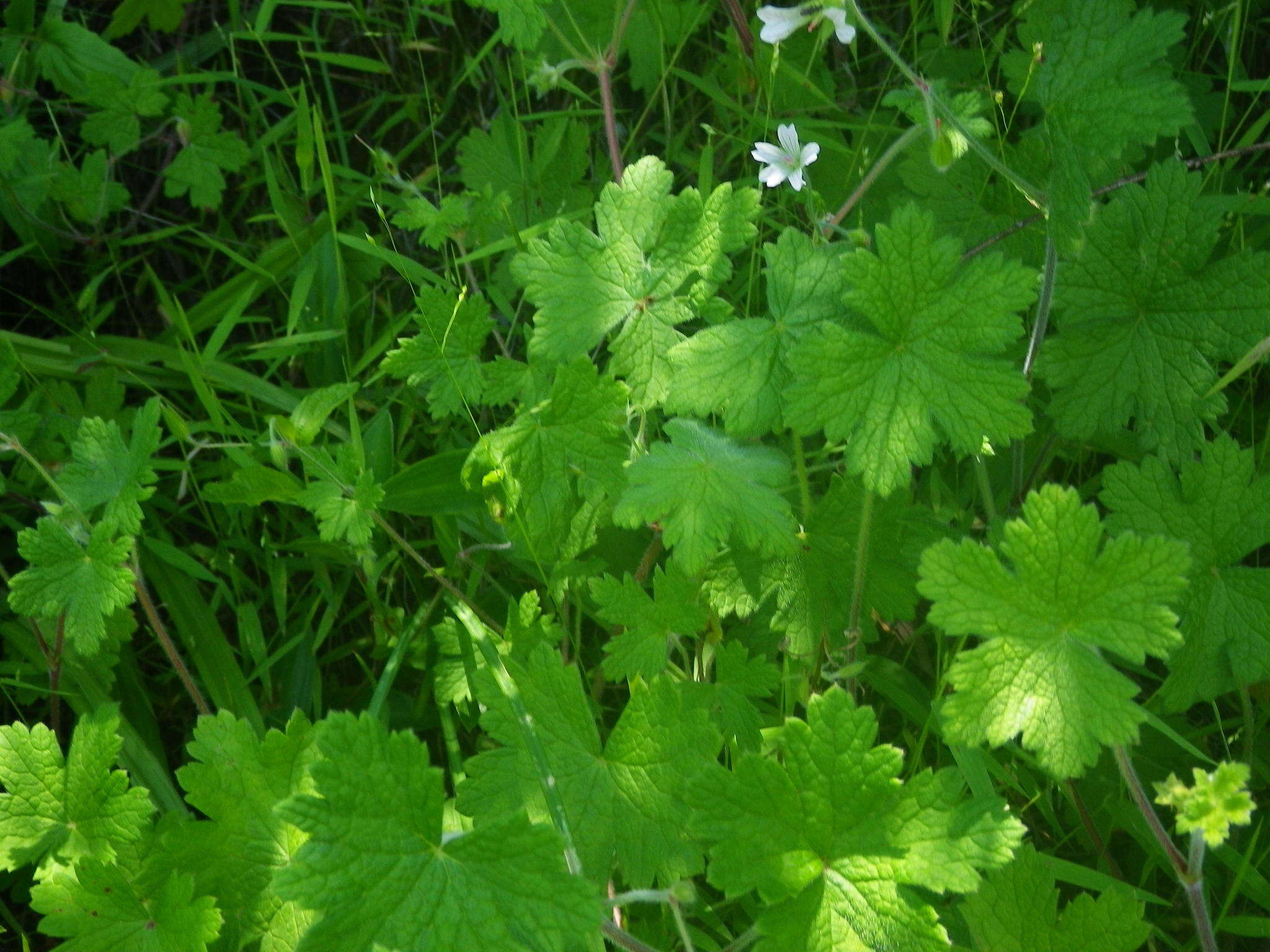 Image of Geranium wakkerstroomianum R. Knuth