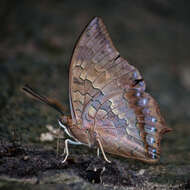 Imagem de Charaxes bernardus hierax Felder 1866