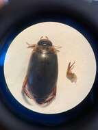 Image of Predaceous diving beetle