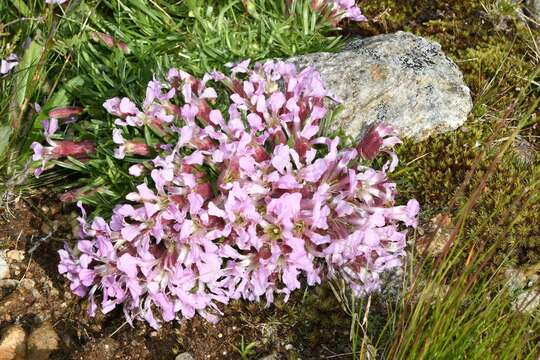 Image of Saponaria pumila Janchen