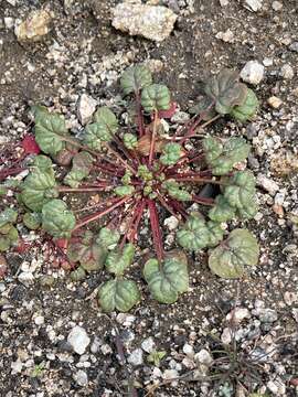 Image of Pinnacles buckwheat