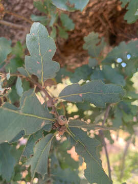 Image of hybrid oak