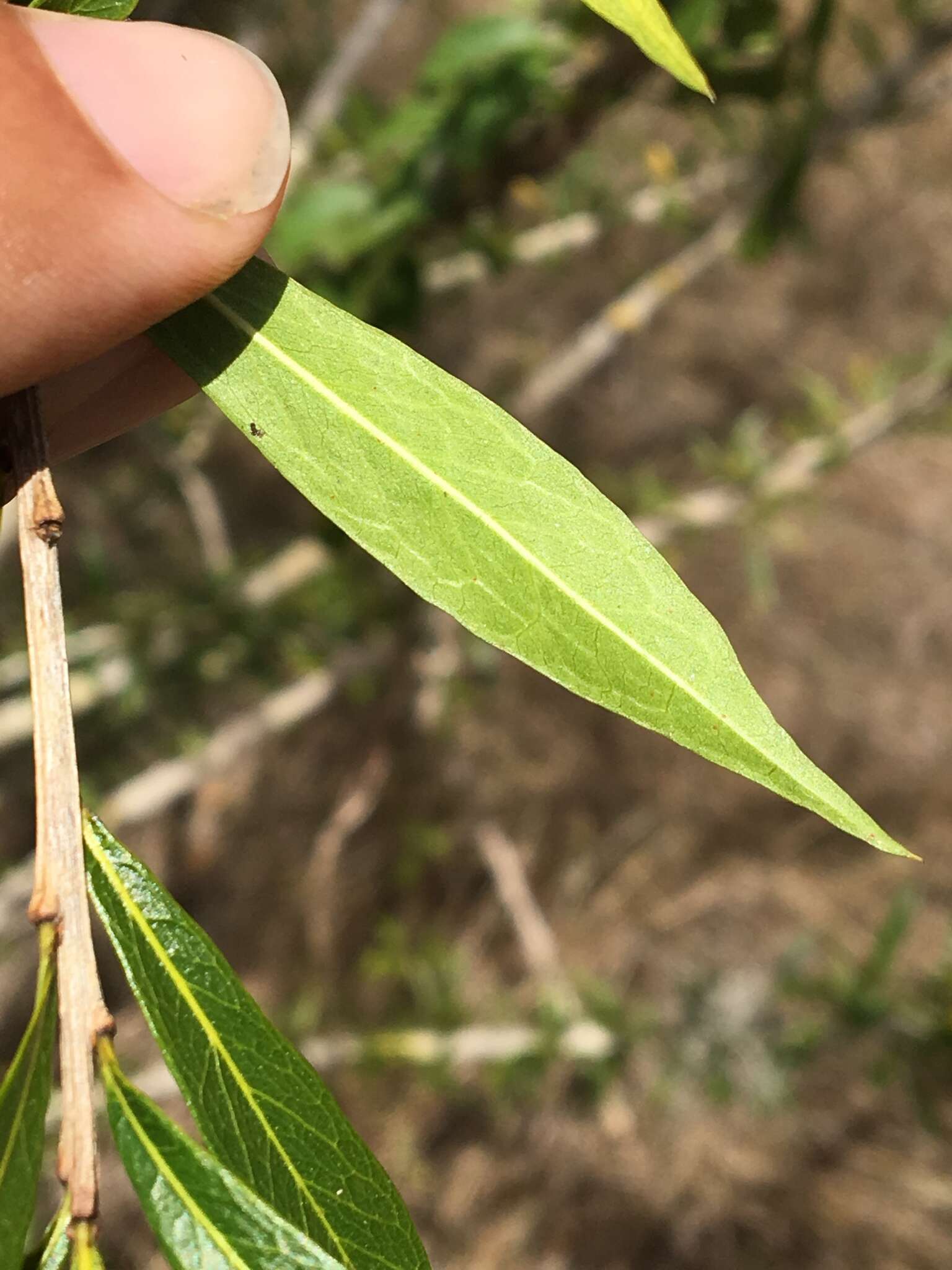 Image de Crescentia linearifolia Miers