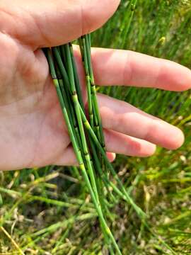 Image of Equisetum moorei Newm.