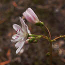 Lewisia columbiana var. rupicola (English) C. L. Hitchcock resmi