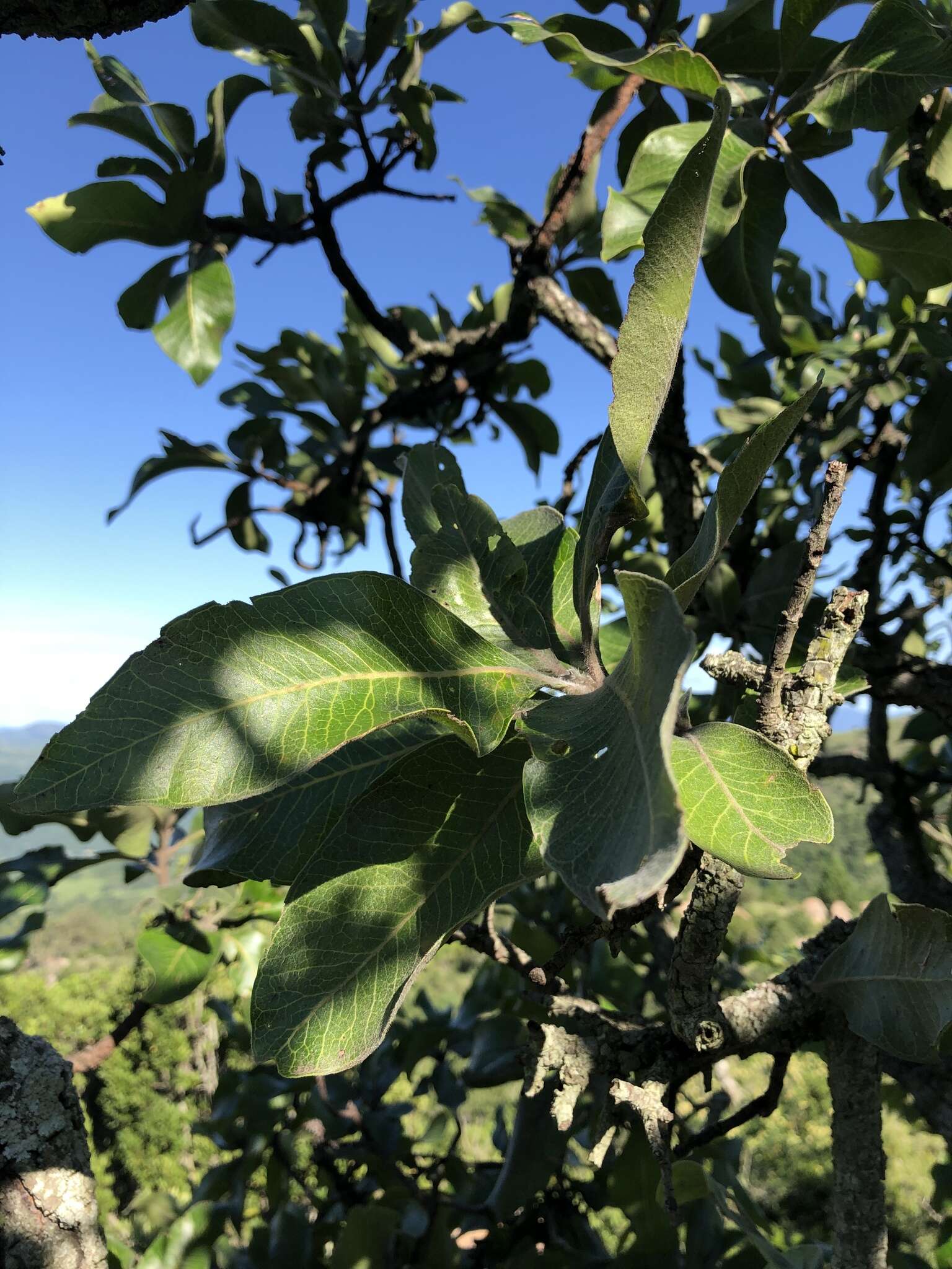 Image of Broad-leave beech