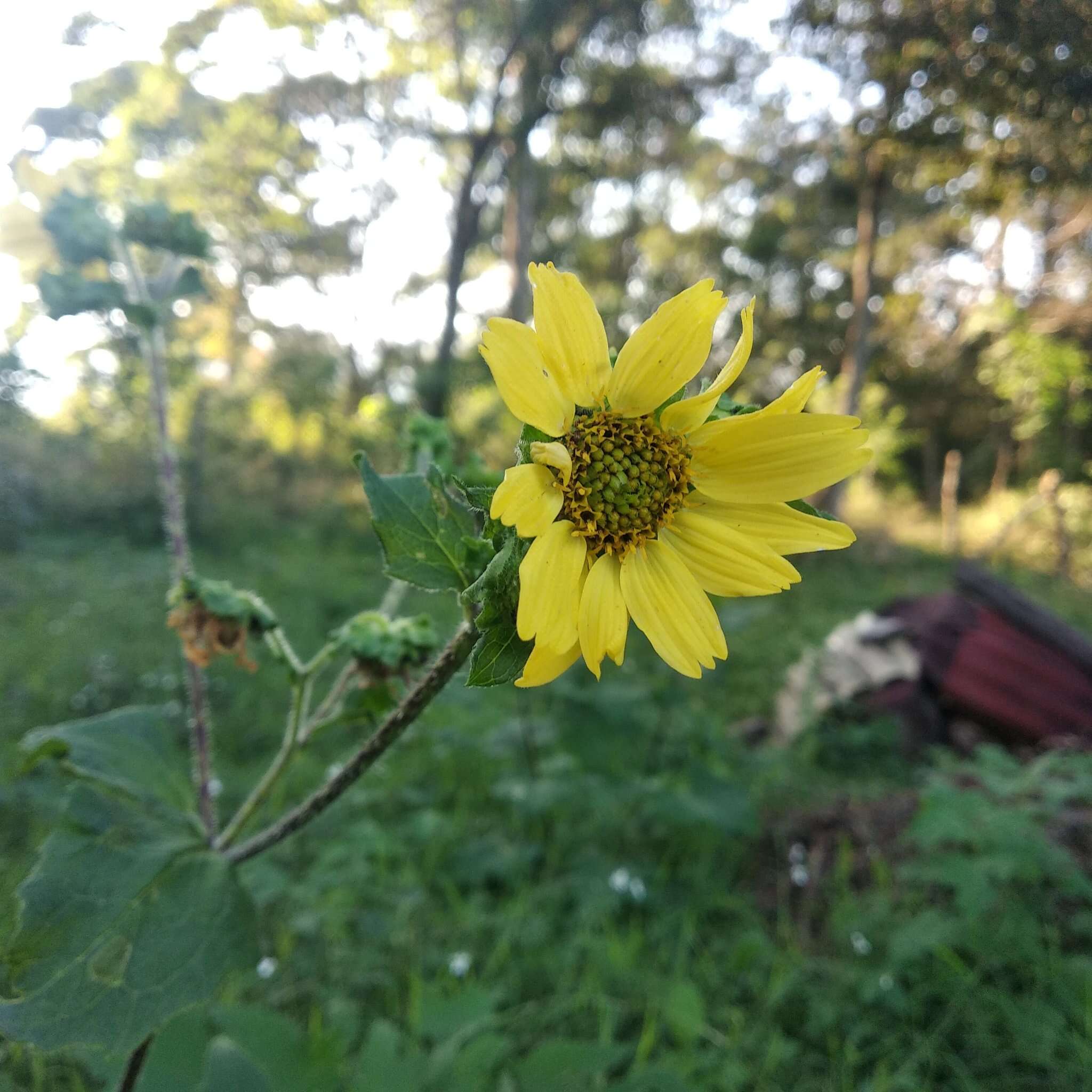 Smallanthus maculatus (Cav.) H. Rob. resmi