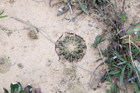 Imagem de Rebutia cardenasiana (R. Vásquez) G. Navarro