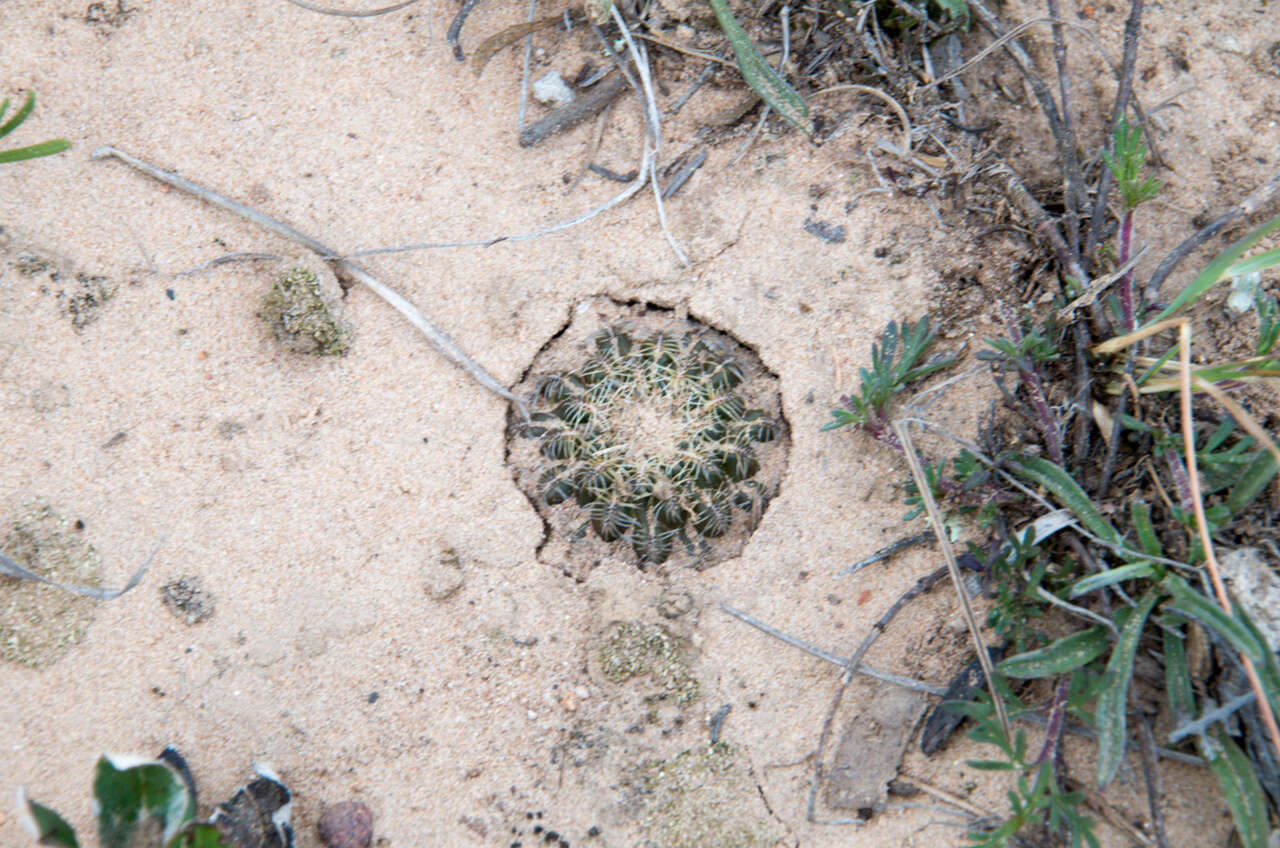 Image of Rebutia cardenasiana (R. Vásquez) G. Navarro