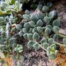 Image of Chaenorhinum segoviense subsp. segoviense