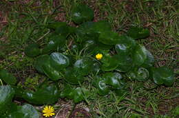Image of Ficaria verna subsp. ficariiformis (Rouy & Foucaud) Maire
