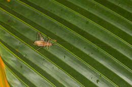 Image of Phaloria (Papuloria) insularis (Bolívar & I. 1912)