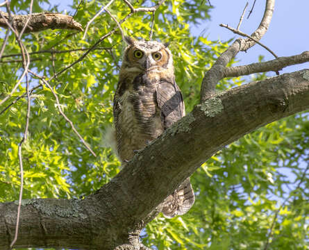 Image of Bubo virginianus virginianus (Gmelin & JF 1788)