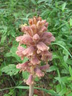 Слика од Orobanche alsatica subsp. libanotidis (Ruprecht) Pusch