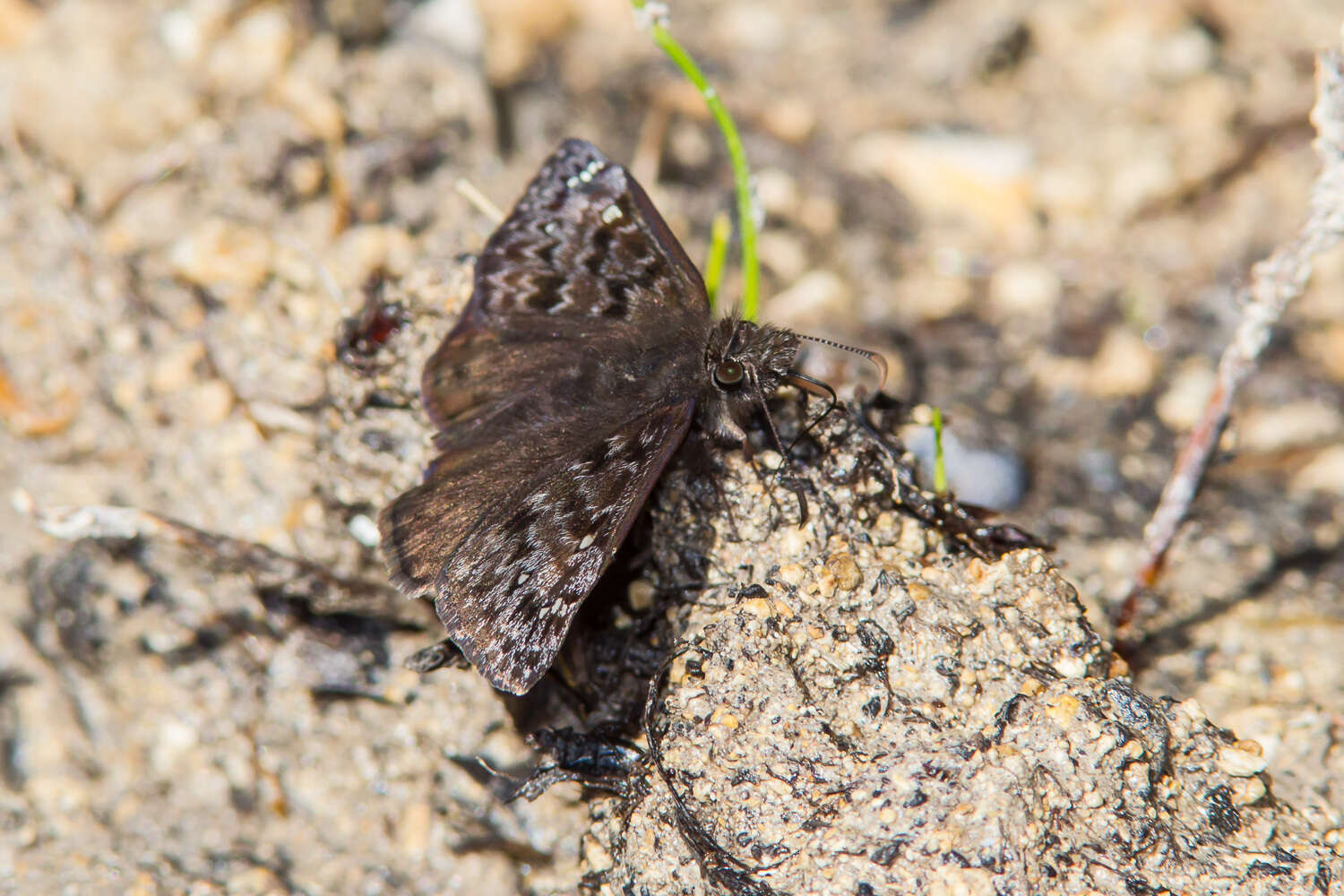 Image of Juvenal's Duskywing