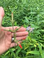 Image of royal catchfly