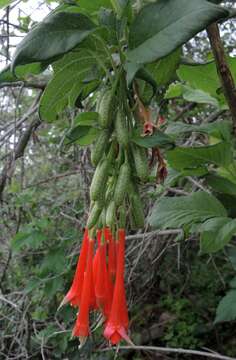 Image of Fuchsia fulgens Moc. & Sesse ex DC.