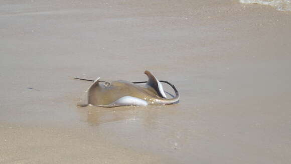 Image of rough-tailed stingray