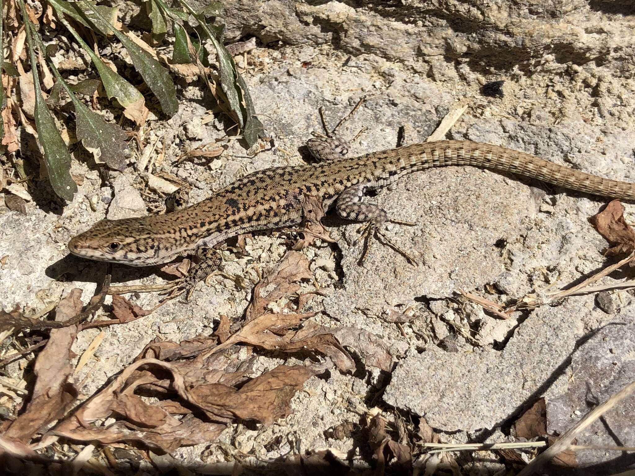 Image of Columbretes Wall Lizard