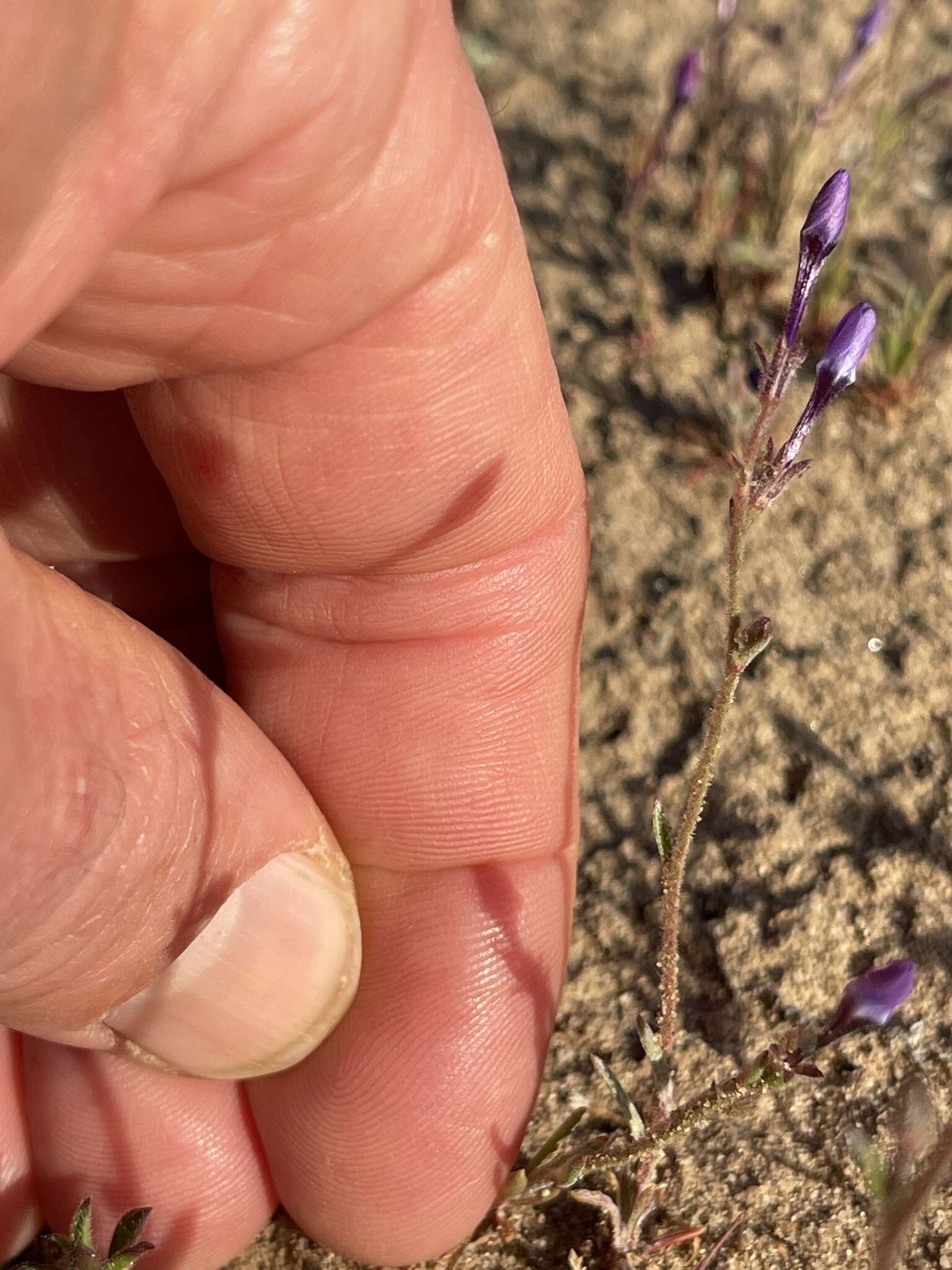 Image of Monterey gilia